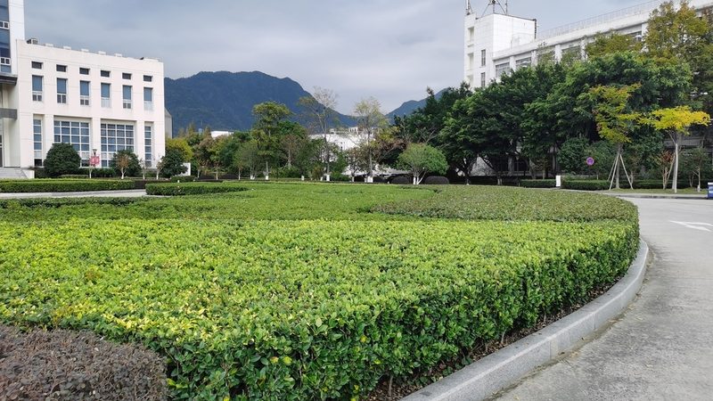 绿植租赁，如何挑选合适的植物？**